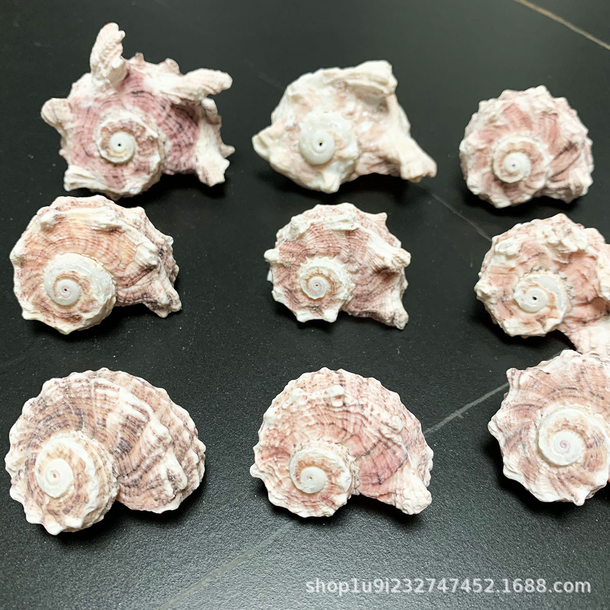 爱贝来天然海螺贝壳 粉海马寄居蟹壳手绘工艺品贝壳 粉毛螺批发