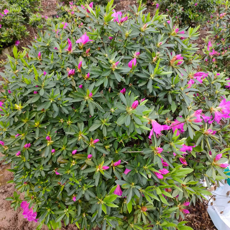 工程苗木四季常绿春天开花杜鹃球 春鹃球毛鹃球绿化树大量批发