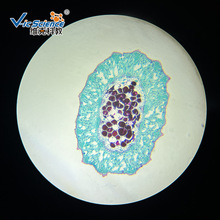 维克科教 草麻黄茎横切玻片 高等教育使用切片 植物教学玻片