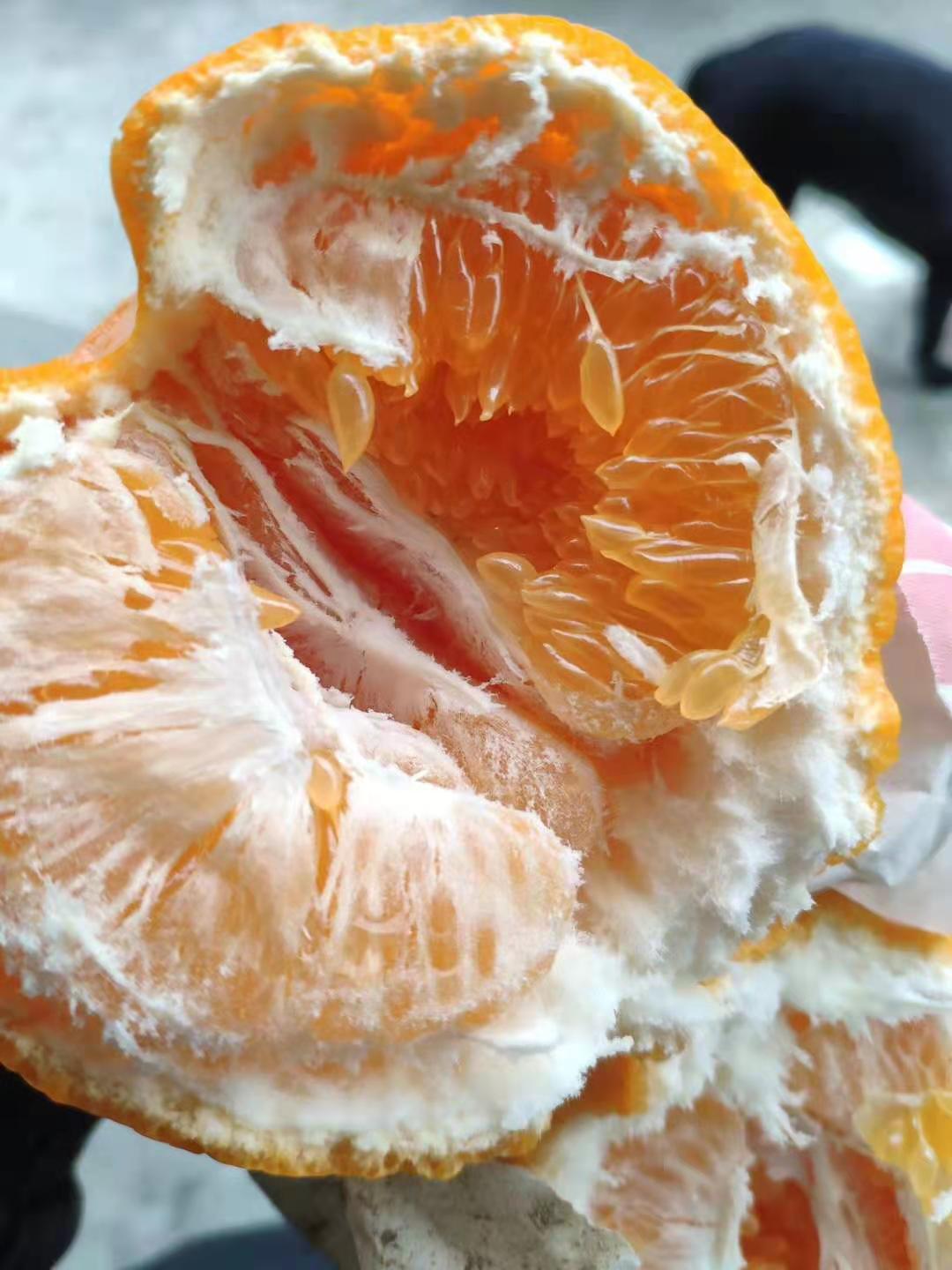 【粑粑柑 】 四川 春见 耙耙柑 柑橘 酸甜 新鲜应季水果 一件代发