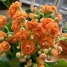 长寿花盆栽重瓣大花带花苞花苗室内开花多肉好养花卉植物鲜花绿植
