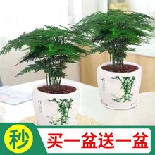 文竹小盆栽盆栽绿植花卉盆景植物室内客厅文云竹带盆大苗四季常青