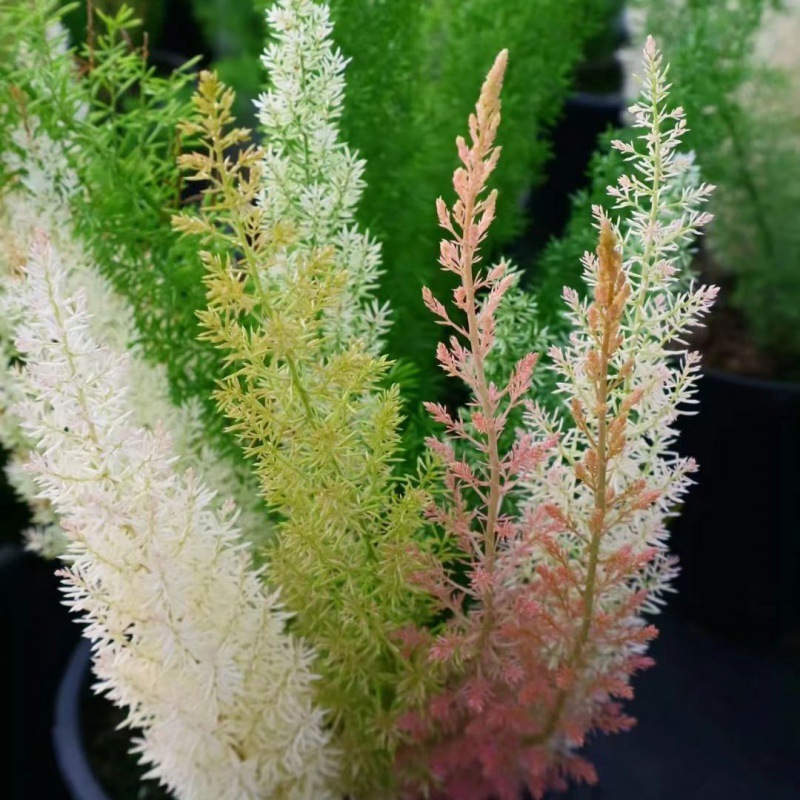 绿植狐尾天门冬室内阳台室外花镜造景盆栽绿植耐寒耐热四季常青-阿里