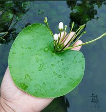 一叶莲无土水生水培植物水生水养鱼池碗莲盆盆栽莲花水养池塘水生