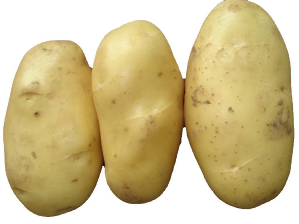 本公司长期供应土豆potato马铃薯保鲜土豆欢迎选购