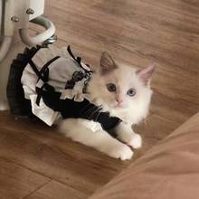 猫咪衣服秋装防掉毛宠物女仆装猫猫狗狗公主装可爱猫狗狗公主裙洛