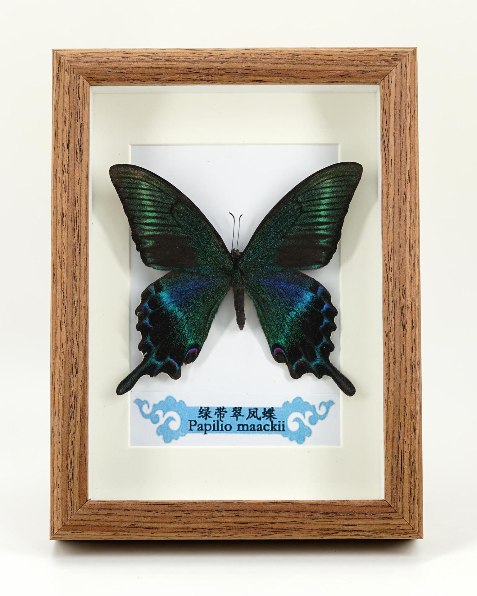蓝色蝴蝶标本框框大号蜻蜓幼儿园教学花玻璃罩大蓝闪蝶西风青凤蝶