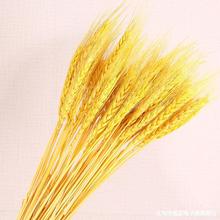 黄金小麦穗干稻穗干麦天然干花小麦插花凉菜造型摆盘装饰品创意菜