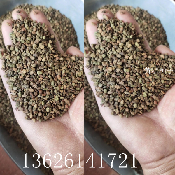 批发黄栌种子  黄栌是漆树科黄栌属落叶小乔木或灌木植物 秋