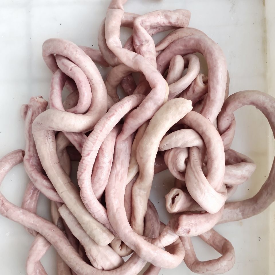 全熟猪小肠头苦肠粉肠十二指肠