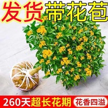 带花苞正宗四季桂花树好养浓香型盆栽阳台庭院金桂花老桩室内易活