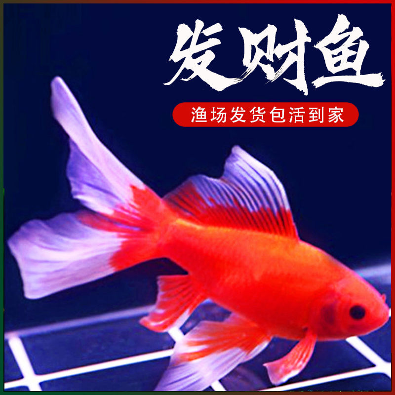 观赏鱼冷水鹦鹉草金鱼发财鱼葡萄眼黑眼睛锦鲤活鱼好养包邮小鱼苗