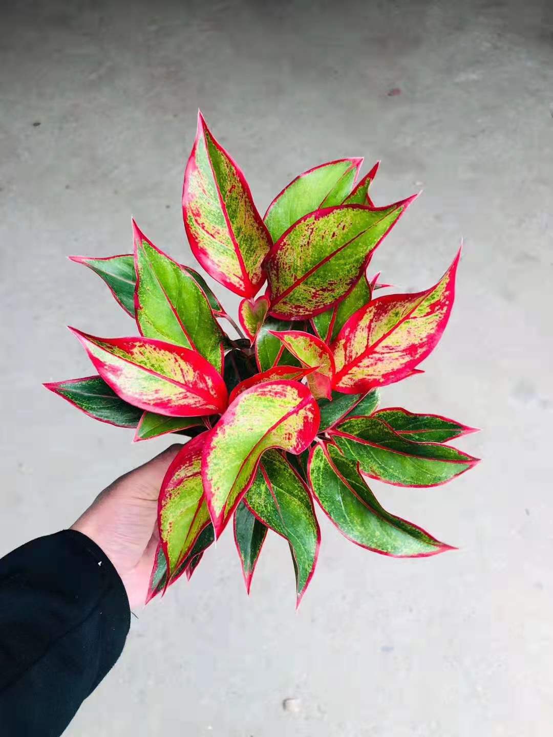 批发 小盆栽粗肋草基地特色盆栽110#万年红室内观叶绿植花卉