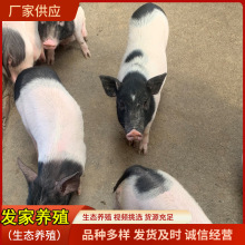 香猪幼崽纯种广西网红藏香猪黑猪仔活苗二代花猪小香猪活体活物宠