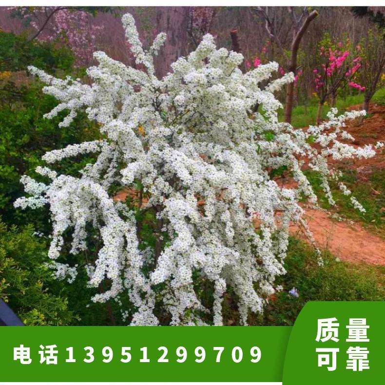 批发喷雪花盆栽 珍珠梅小苗 雪梅苗 雪柳树苗 南北方种植当年开花