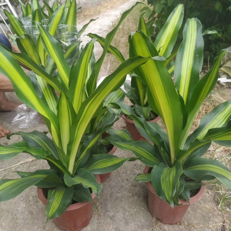 金心也铁巴西铁美人铁巴西木龙须树绿植室内花卉观叶植物盆栽