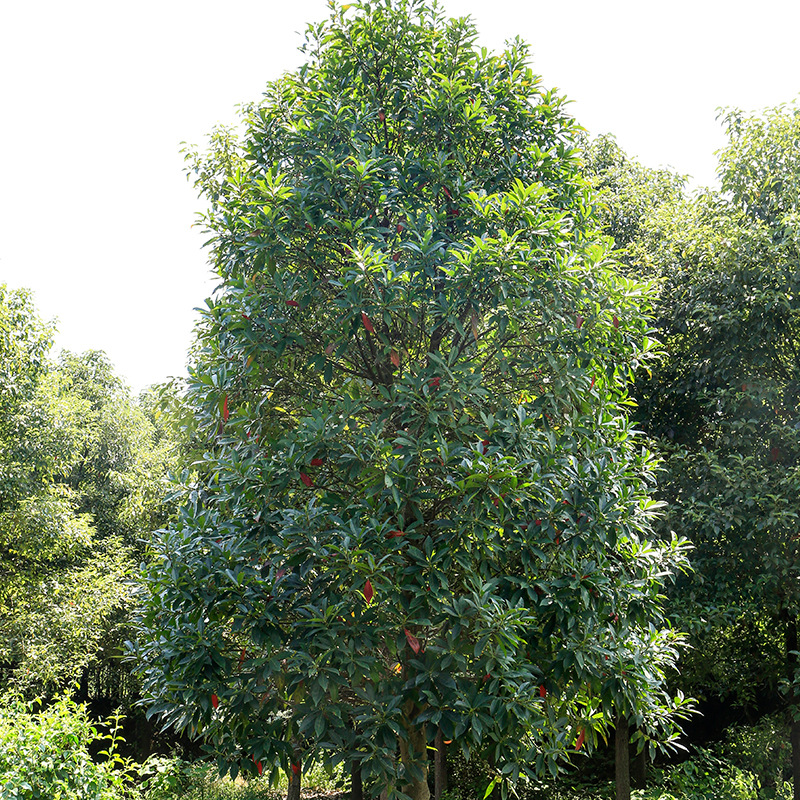 湖南杜英乔木基地苗木直供杜英树截杆移植杜英绿化行道树木桩批发