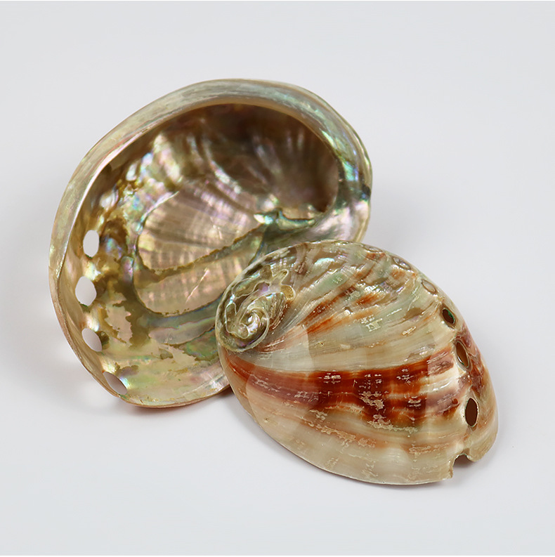 天然红花鲍鱼壳鱼缸造景水族箱装饰创意摆件海螺贝壳拍摄道具批发