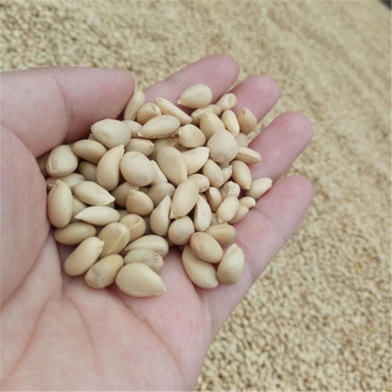 新采枳壳枸橘种子积壳籽丑橘子红橘香橙种子嫁接砖木用带刺篱笆墙