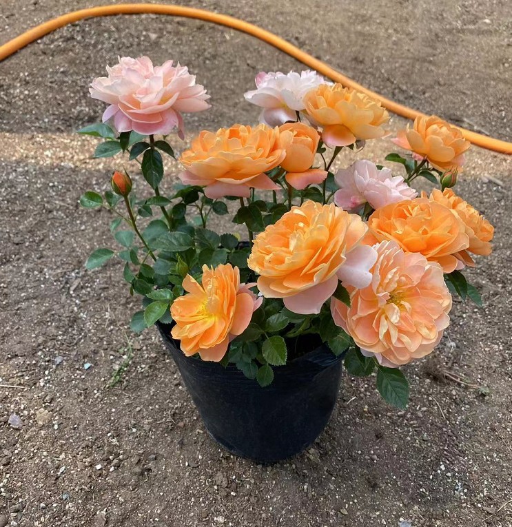 果汁阳台月季花苗盆栽中苗1加仑玫瑰大花花卉基地直量大从优