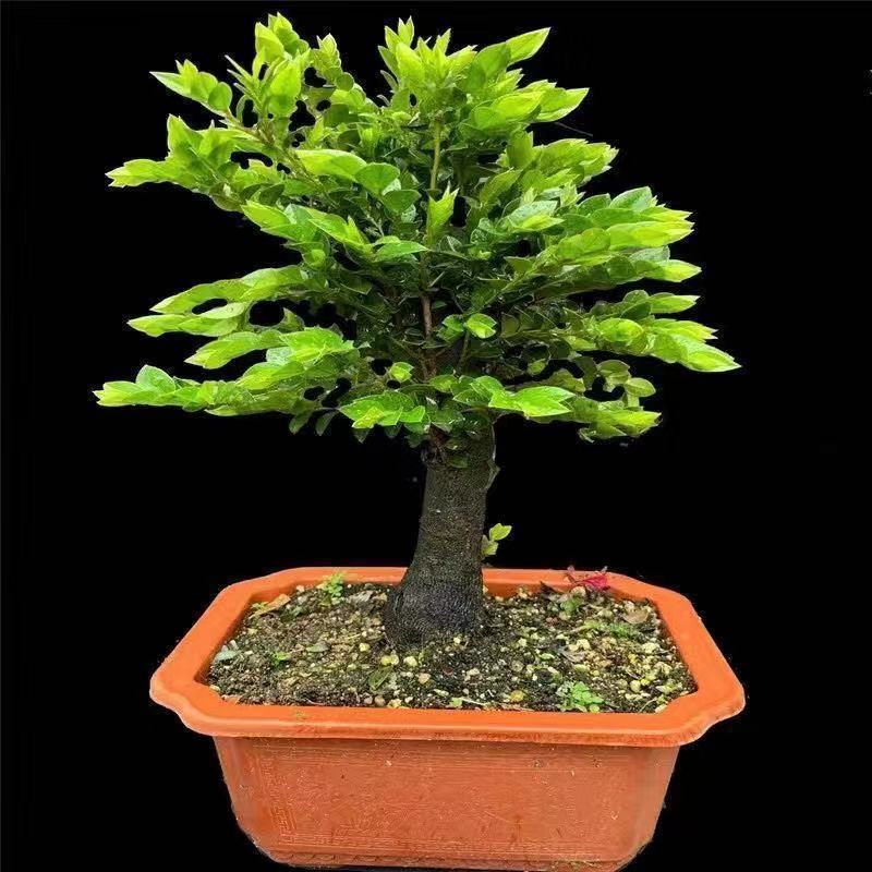 金丝楠木树苗名贵小叶紫檀盆景树桩室内办公桌面绿植四季常青盆栽