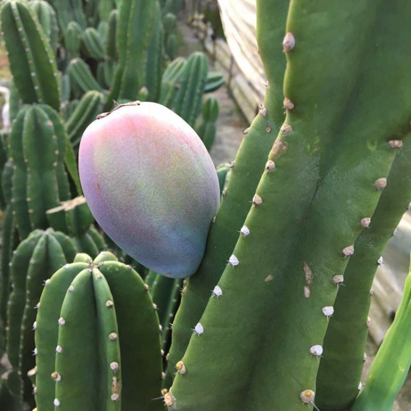 量天尺龙神木仙人柱室内防辐射仙人掌仙人球好养绿植花卉盆栽多肉