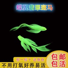 斑马鱼蝶翼翡翠长鳍种鱼热带小型观赏鱼淡水群游好养不易死长尾