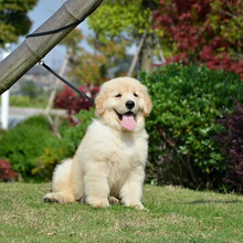 上海犬舍双血统赛级纯种金毛犬幼犬活体小金毛幼崽宠物狗狗出售