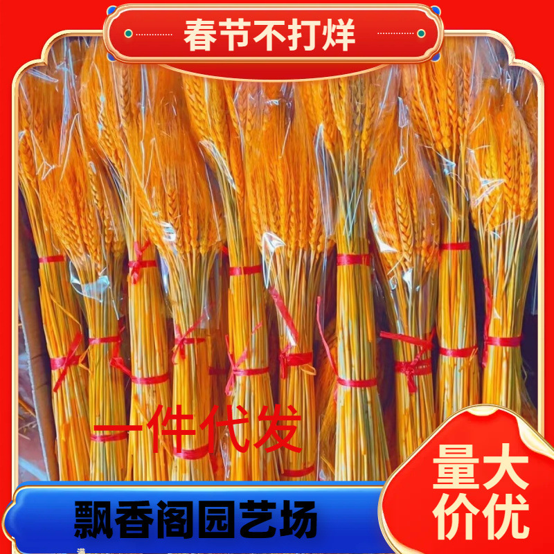 一件代发天然黄金麦穗干花大麦花束花店花篮麦子小麦客厅摆设装饰