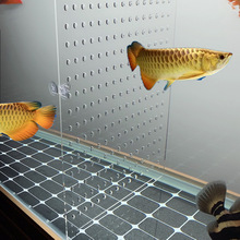 鱼缸隔离网板水族底部隔离板亚克力鱼缸档板中间透明隔断板小鱼苗