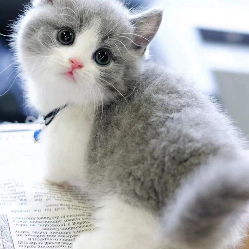 ly纯种英短蓝猫活体蓝白英短猫幼猫矮脚猫折耳小猫活物宠物猫咪幼