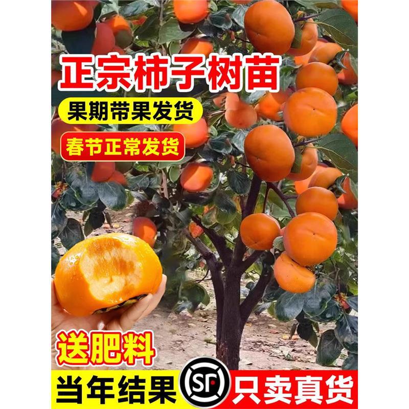 特大脆甜柿子树果苗嫁接柿树苗南方北方四季种植盆栽地栽庭院果树