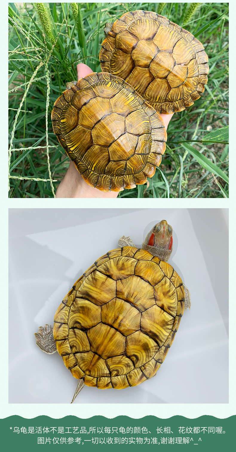 3-26厘米黄金巴西龟活体宠物观赏龟红耳巴西龟大小乌龟活物直销批