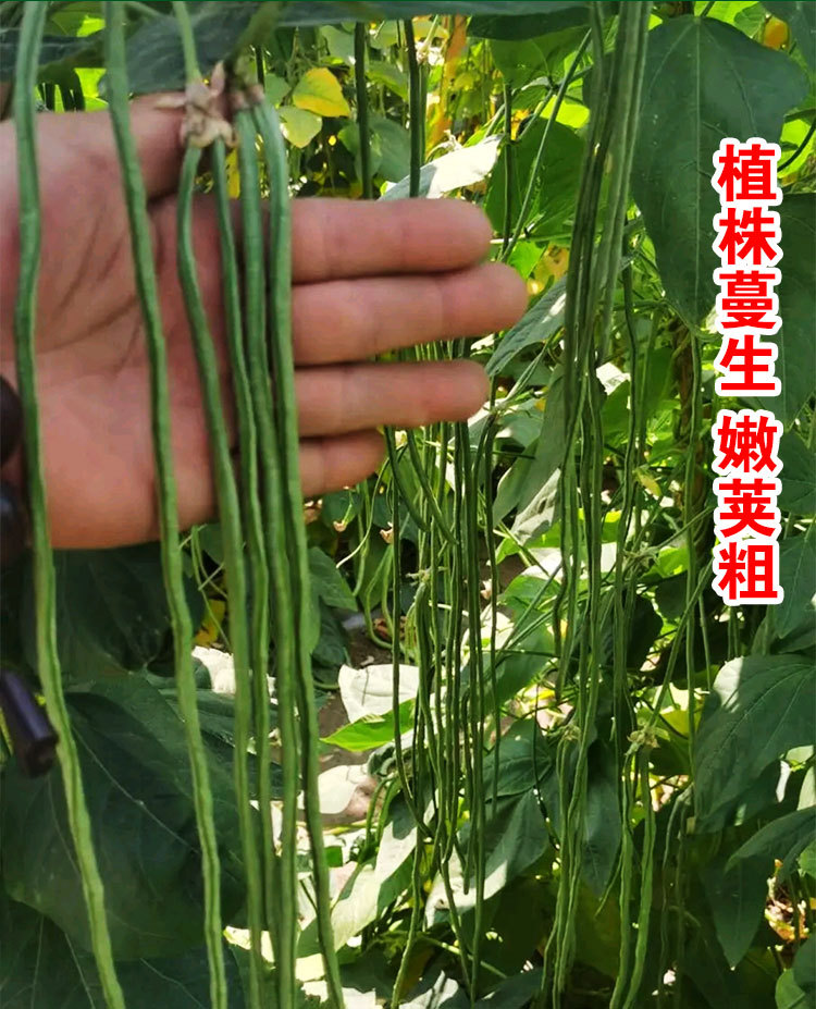 绿霸王中王豇豆种子绿条长豆角种四季豆春秋播四季豆蔬菜籽批发