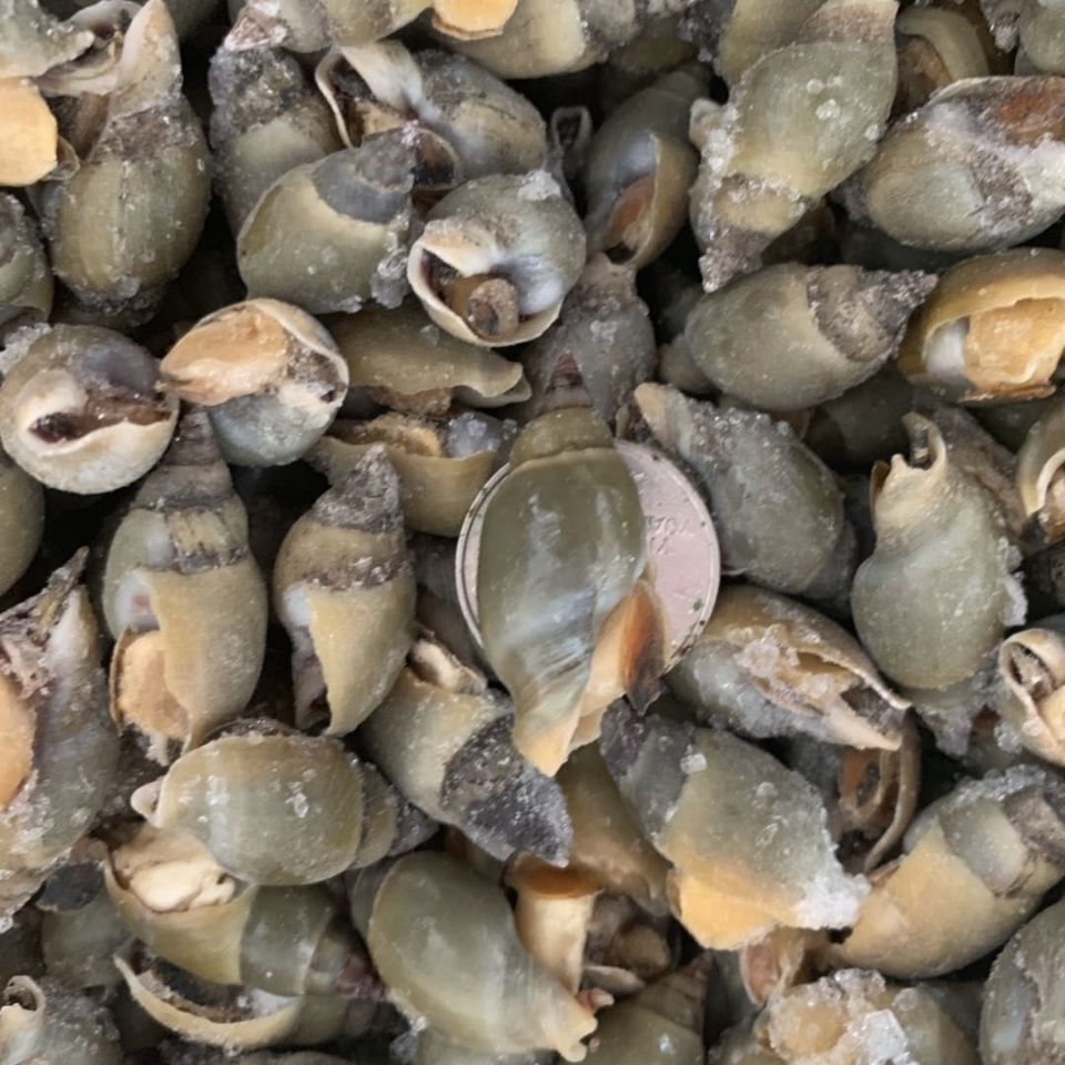 新鲜翡翠螺冷冻翡翠螺青螺新鲜青螺鲜活冷冻麻辣青螺原料