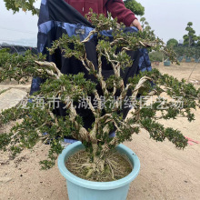 黄杨盆景基地批发 造型黄杨老桩5-35公分规格齐全庭院桩景树