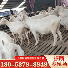 美国白山羊种羊价格 波尔山羊二胎怀孕母羊白山羊养殖场