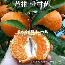 无核碰柑树苗雪峰椪柑嫁接椪柑苗南北方果树苗无核橘子苗当年结果