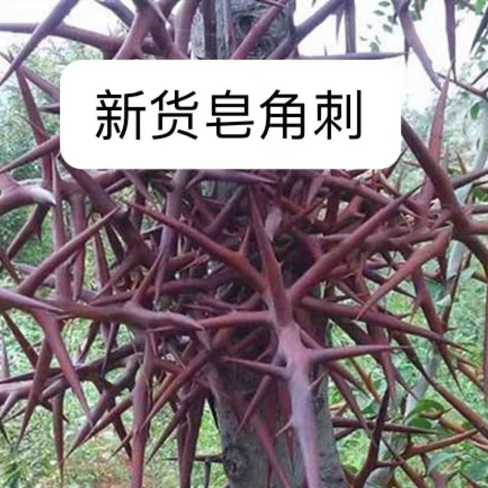 皂刺纯刺皂角刺皂荚刺 天丁皂刺新货皂角刺正品纯刺皂角树刺