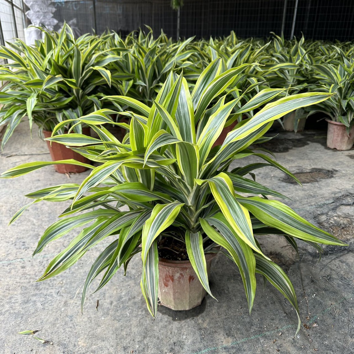 巴西美人盆栽苗金边龙血树室内办公桌面客厅四季常青观叶耐旱植物