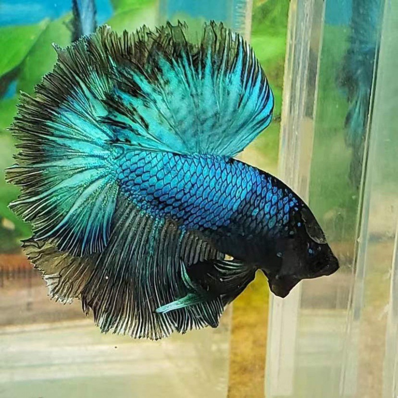 泰国斗鱼马尾半月将军斗鱼观赏热带鱼五彩博鱼宠物鱼好养