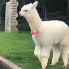 羊驼养殖场出售羊驼活体萌宠小羊驼出售宠物白色羊驼活体