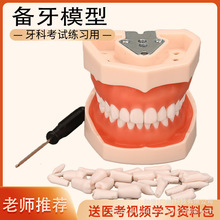 牙科备牙模型 口腔离体章牙医考教学橡皮障 树脂可拆牙齿练习道具