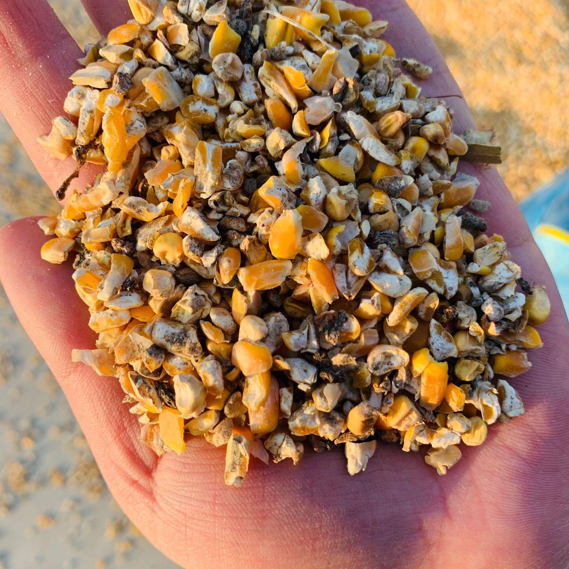 大量现货供应养殖碎玉米碎小麦植物性饲料 净粮碎玉米送货上门