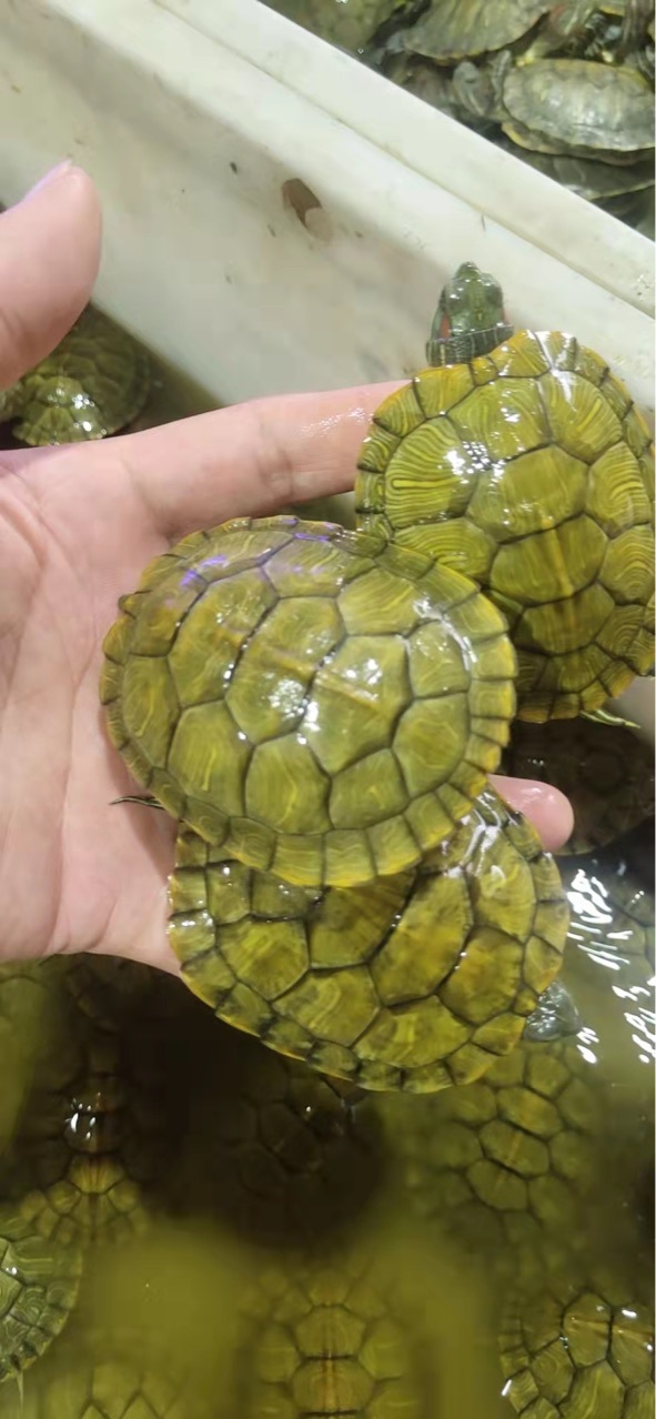 批发大小巴西龟活体巴西苗观赏龟宠物批发乌龟活体红耳巴西龟量大