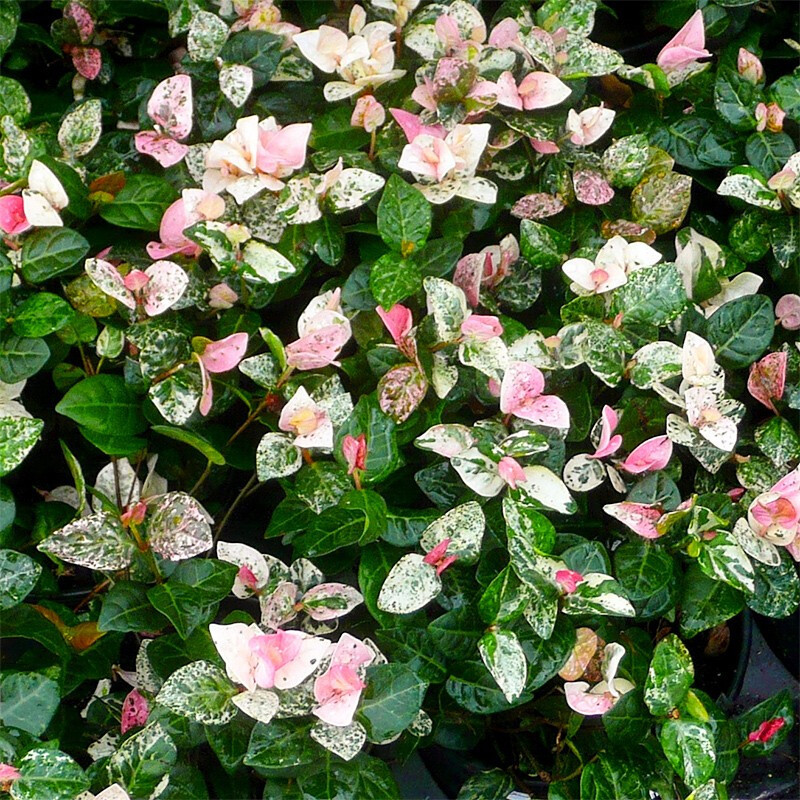 花叶络石 五彩叶络石盆栽彩叶植物 阳台庭院室内客厅办公花卉绿植