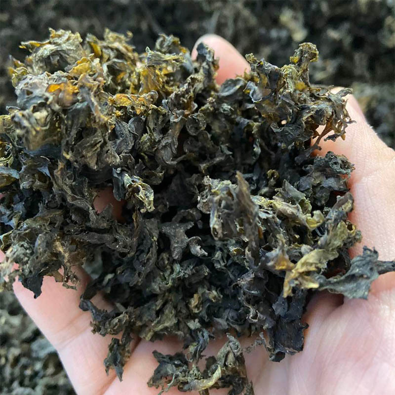 地皮菜干货免洗特级野生的精品地耳地软新货地达菜大片地衣250g