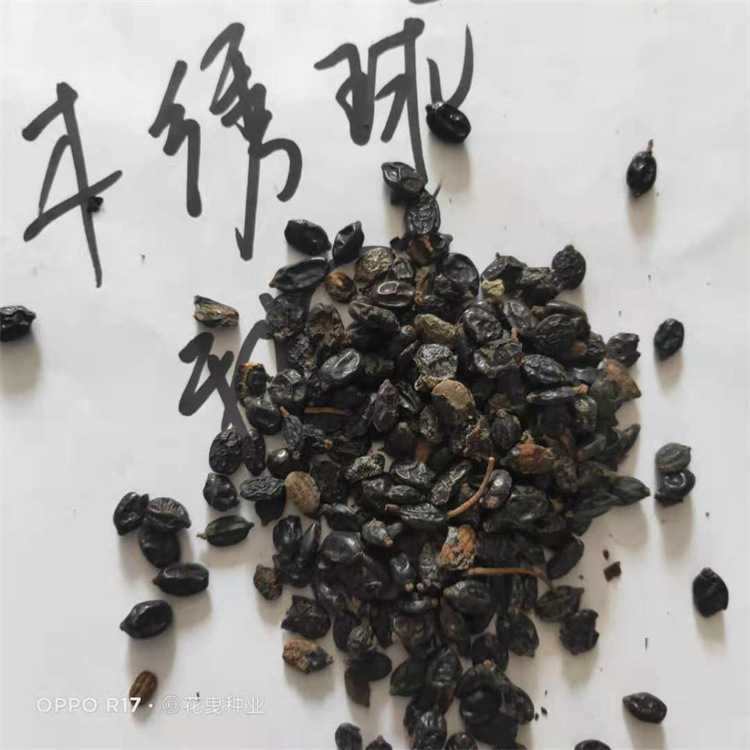 批发零售灌木种子 木本绣球种子 琼花 木绣球种子 白花绣球种子