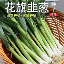 花旗韭葱种籽洋大蒜苗扁叶葱宽叶大葱海蒜春秋四季播阳台蔬菜种子