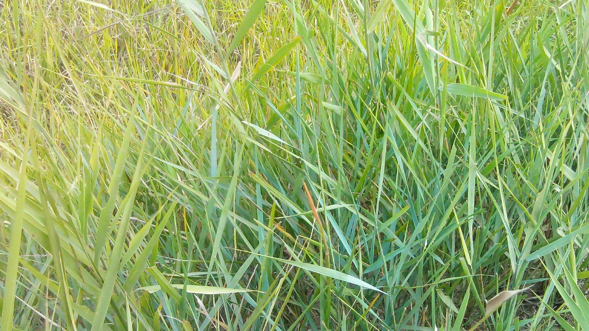 碱茅草种子耐旱耐盐碱草籽抗风沙抗寒草坪种子披碱草种子批发